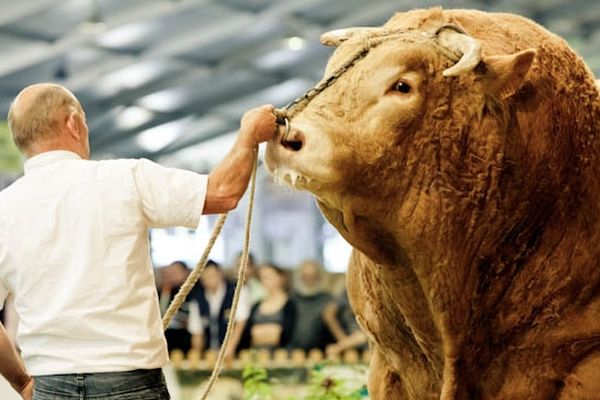 La Blonde d'Aquitaine, une des vedettes du Sommet de l'élevage 2012 de Clermont-Ferrand. Ici, un représentant mâle de l'espèce qui impose le respect.