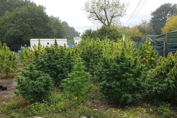 Les gendarmes ont découvert une cinquantaine de pieds de cannabis dans le jardin d'un particulier à Blanquefort