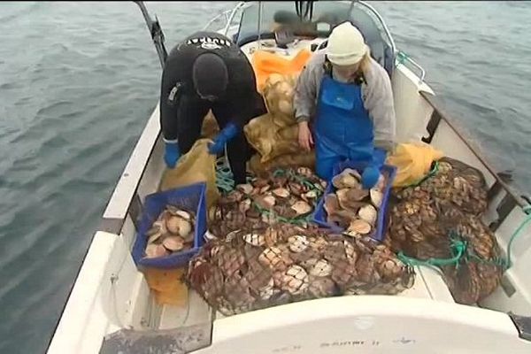 Pour Séverine et Sylvain, cette journée d'ouverture de la coquille st-Jacques en Baie de St-Brieuc a une saveur toute particulière