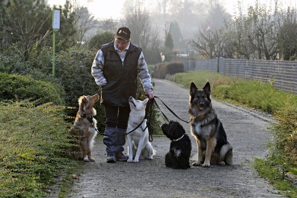 À Rueil-Malmaison, la commune a fixé à quatre le nombre de chiens qui accompagnent les promeneurs professionnels. Ils sont autorisés à certaines heures et à certains endroits. (Photo d'illustration)