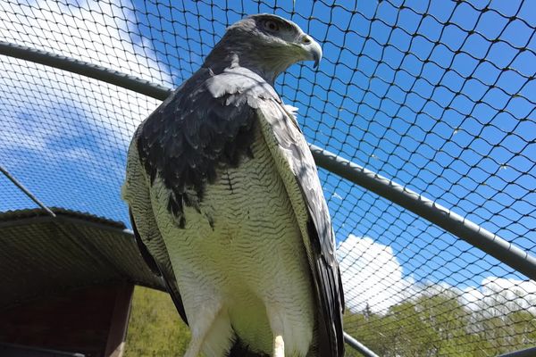 Des fauconniers en colère après la décision de la Région Normandie de ne plus financer les spectacles avec animaux, notamment médiévaux.