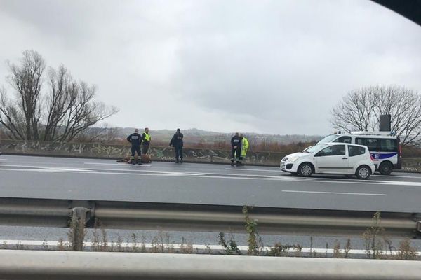 Le bovin avait provoqué un accident entre deux voitures, faisant un blessé léger, sur l'autoroute A72, près de Saint-Etienne.