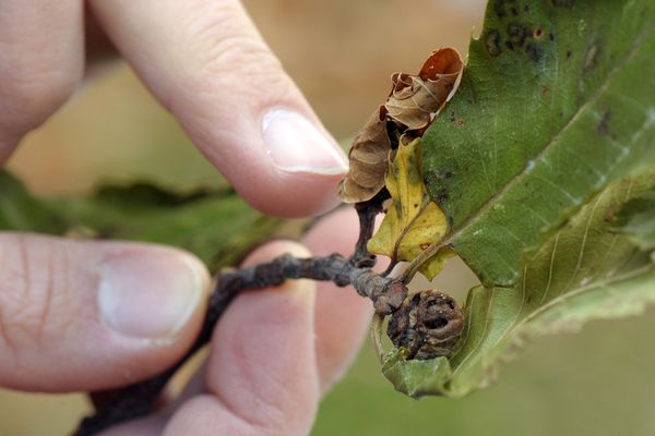  Photo d'une feuille de châtaignier contaminée par des cynips