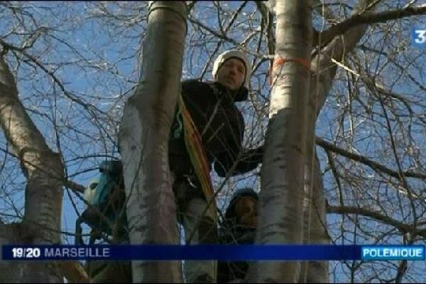 David Escalier dans l' arbre du parc Michel Lévy dans le 6e à Marseille