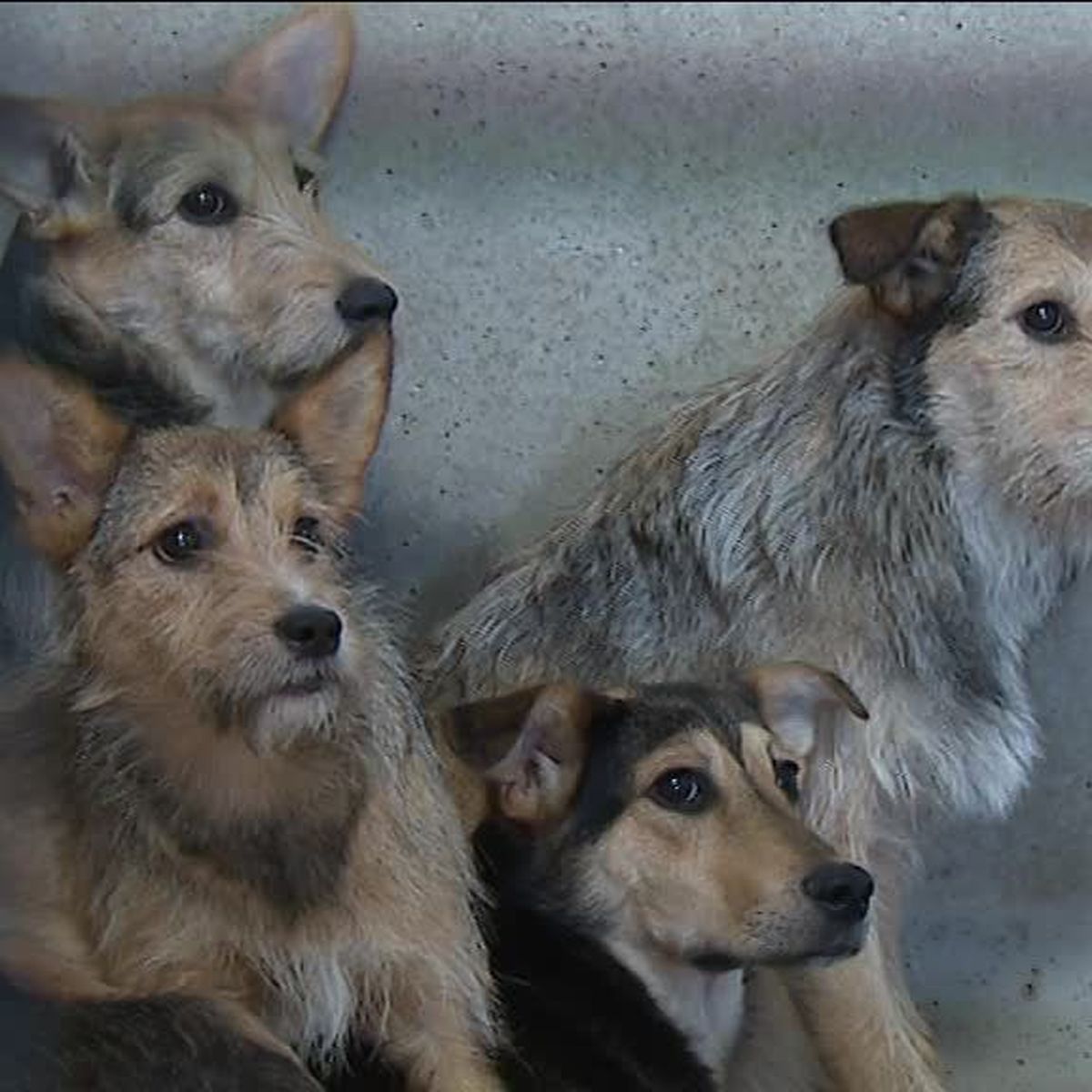 Russie Des Chiens Et Chats Victimes Collaterales De La Coupe Du Monde De Football