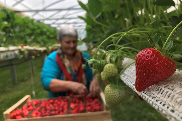 En Corrèze, les producteurs de fraises se préparent à vendre leurs produits ce dimanche, à Beaulieu-sur-Dordogne.