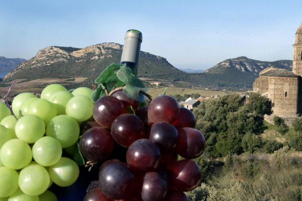 Grappe et vin à la foire de Luri, dans le cap Corse, en 2009.