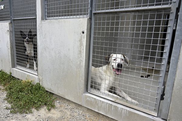 "C’est le reflet de la société en consommation, on prend un animal puis, on le jette", déplore Béatrice Tauvel, cheffe animalière à la SPA de Lyon-Brignais.