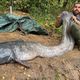 Superbe prise de silure, un trophée temporaire qui sera rejeté à l'eau