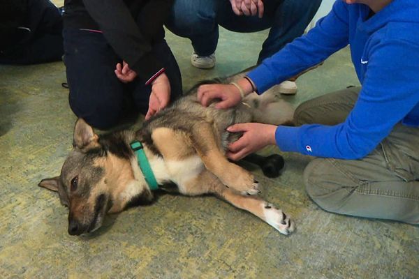 Le chien Skàldjunn aide les élèves à se concentrer dans un collège de Luçon