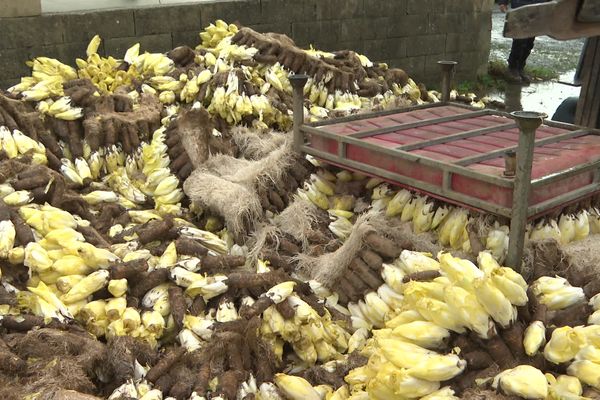 6 tonnes d'endives jetées