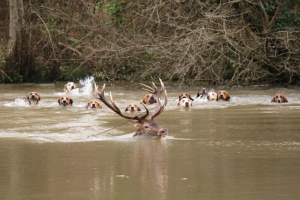 Après plusieurs heures de fuite, l'animal s'est jeté dans les étangs des Grévières, près du village de Rethondes, où il est rattrapé et tué.