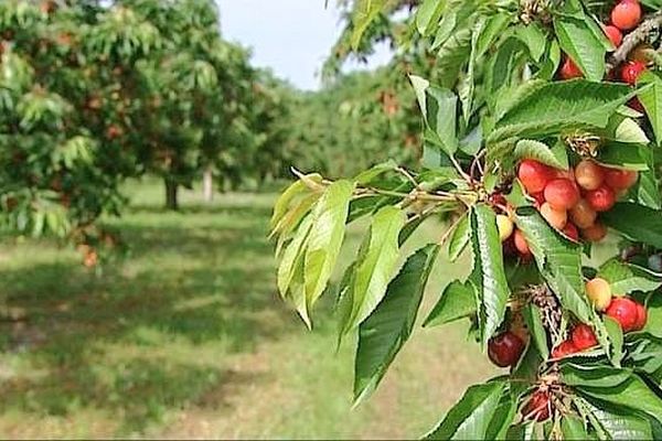 La grêle et la pluie ont provoqué d'importants dégâts sur les cerisiers dans l'Yonne