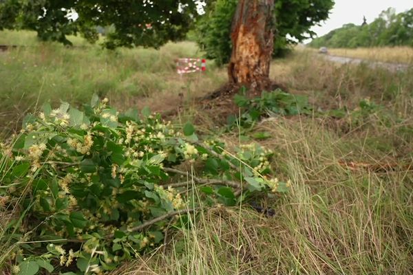 La voiture des victimes s'est encastrée dans cet arbre vers 2h30 sur la rocade de Libourne. Quatre jeunes de 17 à 20 sont morts.