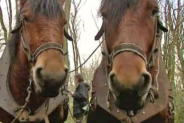 Les chevaux de trait dans la forêt de Montgeon jeudi au Havre