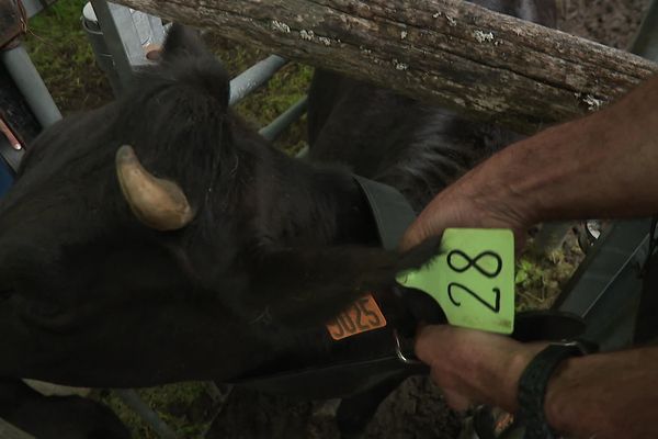 Des vaches d'un alpage situé en Isère seront équipées d'un collier GPS pour les protéger des attaques de loups.