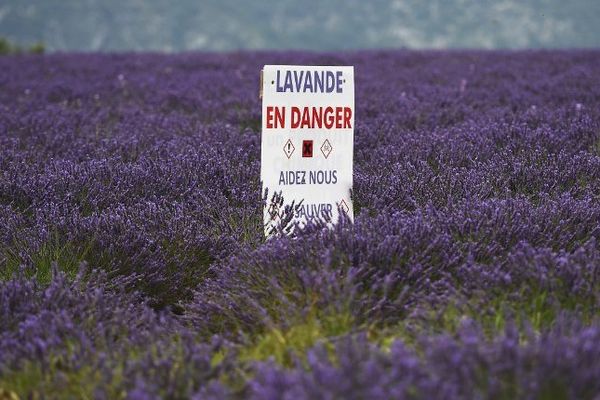 Les producteurs de lavande alertent sur les menaces qui pèsent sur eux, le 28 juillet 2014 dans un champ sur le plateau d'Albion près de Sault, dans le Vaucluse.