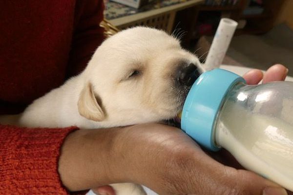 Ce chiot et toute la portée deviendront après leur éducation des aides précieuses pour les non-voyants