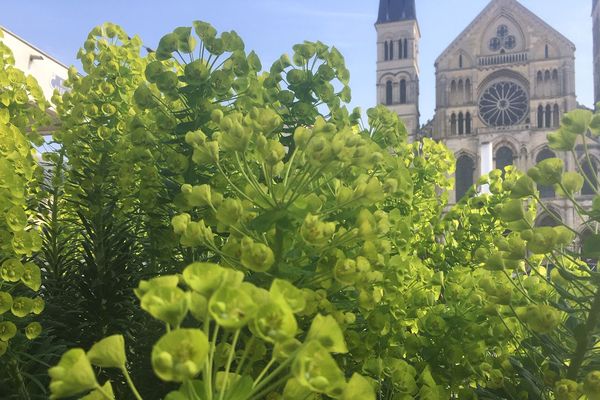 Le paysage printanier magnifie encore un peu plus la basilique Saint-Remi.