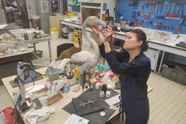 Un flamant rose juvénile restauré par Isabelle Huynh Chan Hang, taxidermiste au Muséum.