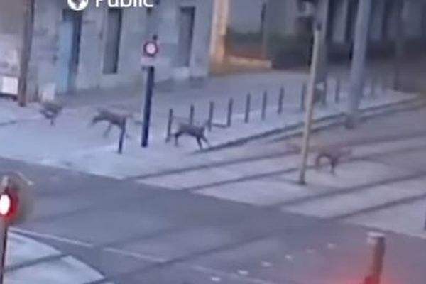 Ces chamois vont traverser les voies alors qu'un tram arrive à Besançon.