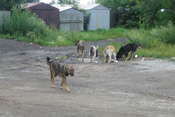 Un arrêté préfectoral permettait d'abattre les chiens errants, divagants et malfaisants jusqu'au 10 mai dans cinq communes de l'Aveyron.
