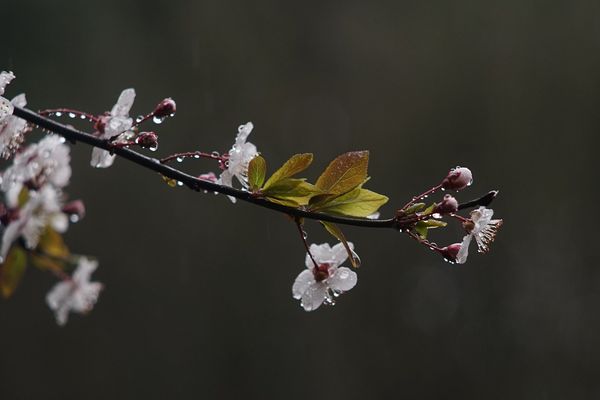 Météo hivernale en ce mois d'avril