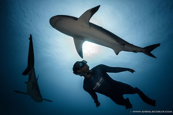 Pierre Frolla, au milieu de frands animaux marins dans l'océan.