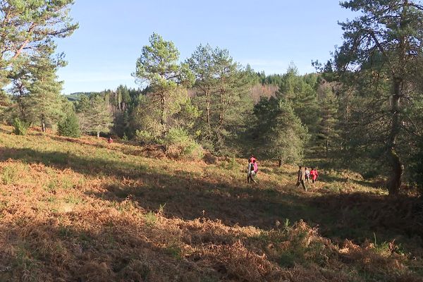 Pour cette troisième année de coupe de bénévole à Pérolz-sur-Vézère, une centaine d'arbres a été coupée.