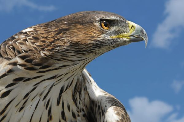 L'aigle de Bonelli est classé par l’Union internationale pour la conservation de la nature en "danger critique d'extinction". Ce rapace, présent dans notre région, est le plus menacé de France : son aire de répartition a diminué de moitié en 50 ans.