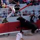 Un spectateur a été blessé lors d'une course carmargaise, jeudi 9 mai alors qu'il se trouvait dans la contre-piste des arènes de Vauvert dans le Gard au sud de Nîmes. Il a reçu plusieurs coups de cornes. Il est blesssé mais son pronostic vital n'est pas engagé. (Photo d'illustration)