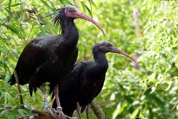 <p>Ces ibis chauves vont repartir dans la nature en Espagne.</p>