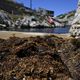 L'algue brune invasive "rugulopteryx okamurae" en provenance d'Asie pourrit la vie des habitants de Callelongue dans les calanques de Marseille.