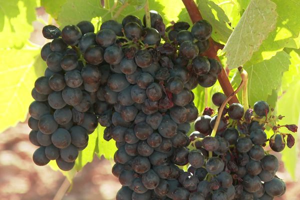 L'État accorde 120 millions d'euros d'aides aux viticulteurs pour l'arrachage des vignes dans l'Hérault