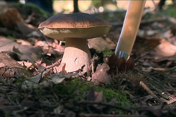 Cueillette de cèpes en Dordogne