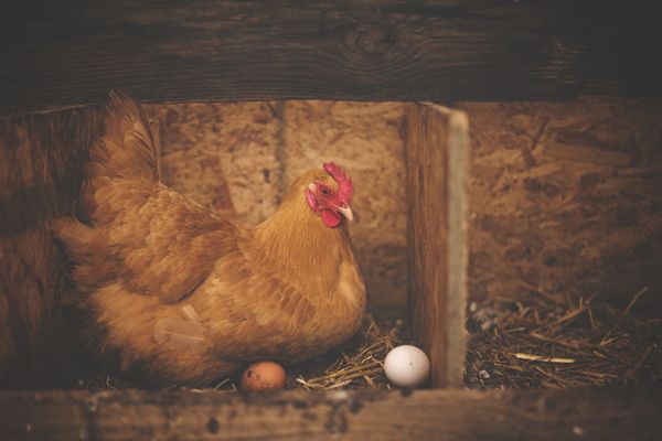 Adopter une poule, c'est bénéficier en moyenne de 200 oeufs pondus par an.