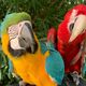 Luna et Bandit, des perroquets formés au vol libre et qui partent en balade en fin de journée. De quoi intriguer certaines personnes qui les aperçoivent dans les Hautes-Pyrénées.