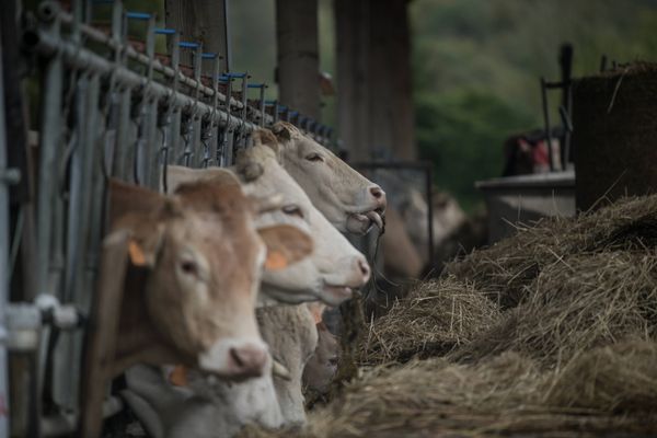 8 millions d'euros ont été versés aux éleveurs de Haute-Garonne impactés par la MHE, affirme la préfecture du département.