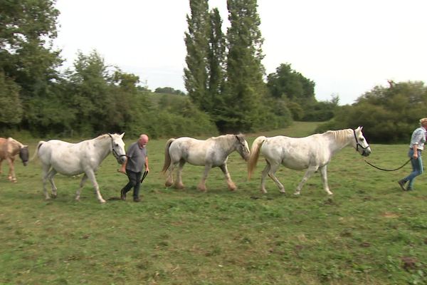 Un ehpad pour chevaux à Saint-Vincent de Pertignas