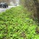 L'avenue de Montvaltin au Creusot, le demi-corps a été retrouvé dans le ruisseau en bord de route