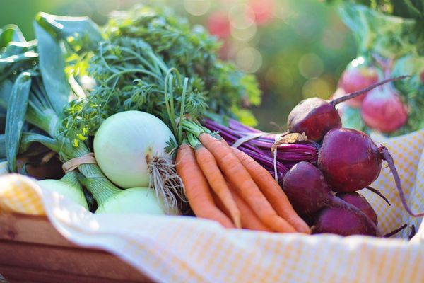 Un potager géant sera installé devant la mairie de Limoges durant toute l'opération 