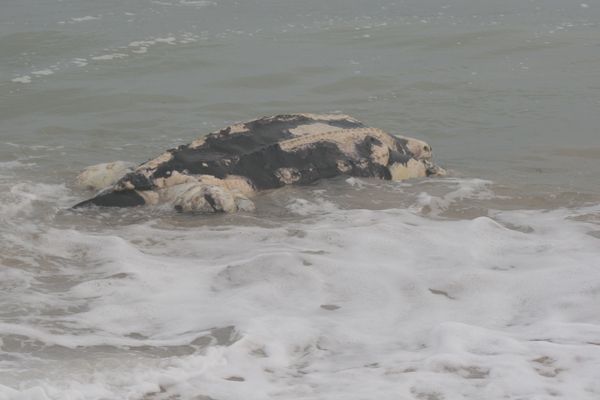 Echouage d'une tortue luth  plage des Prises, La Couarde sur Mer, le 29 10 2019.