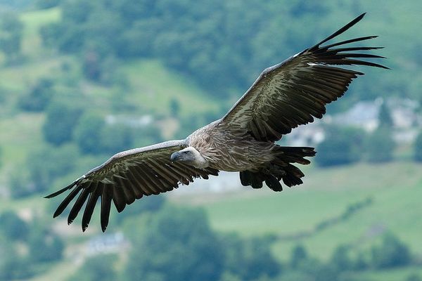 Un vautour fauve dans les Pyrénées