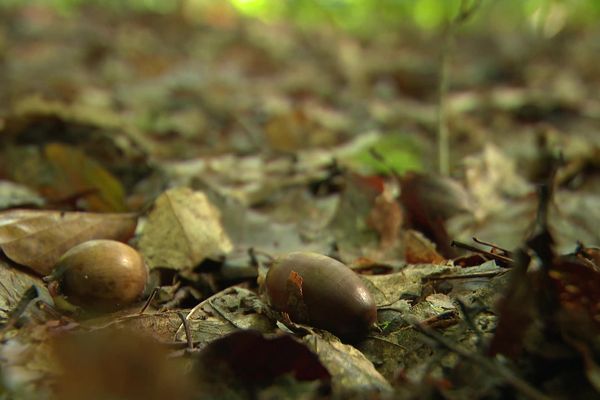 La récolte des glands, qui se déroule à la mi-octobre dans les Hauts-de-France, a plusieurs enjeux environnementaux.