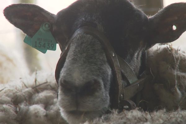 Des vols de moutons de plus en plus fréquents en Loire-Atlantique