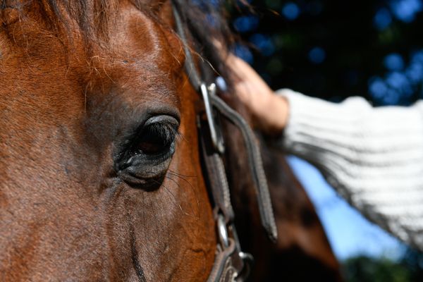 L'inquiétude grandit à nouveau pour les propriétaires de chevaux