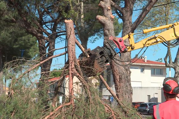 16 pins sont abattus rue de Maréchal-Leclerc à Argelès-sur-Mer, près de Perpignan - 14 avril 2021