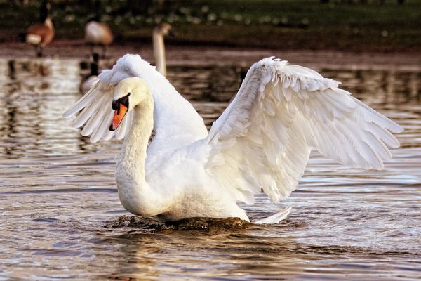 Un cygne retrouvé mort sur la commune de Saint-Saturnin-lès-Avignon (84), porteur du virus de la grippe aviaire.