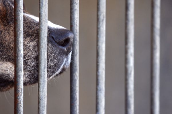 Le chien contaminé par la rage était accueilli dans un refuge de l'Essonne.