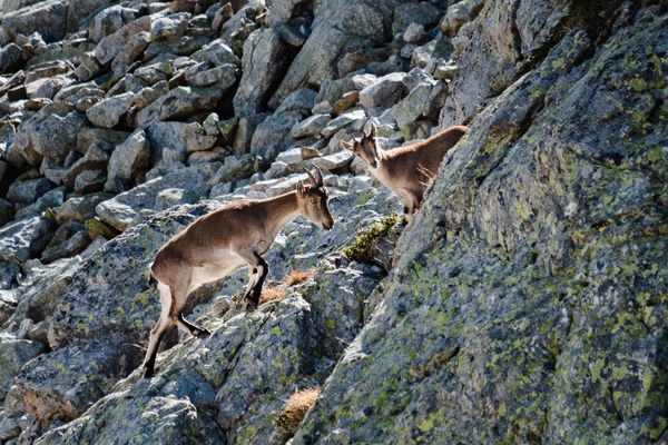 Le bouquetin ibérique a été réintroduit dans les Pyrénées françaises il y maintenant 10 ans.